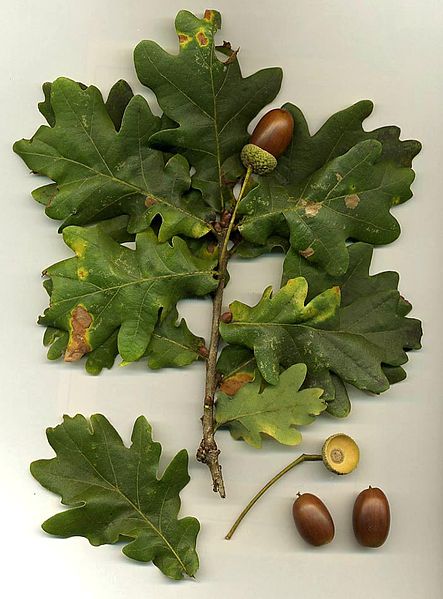 quercus.jpg