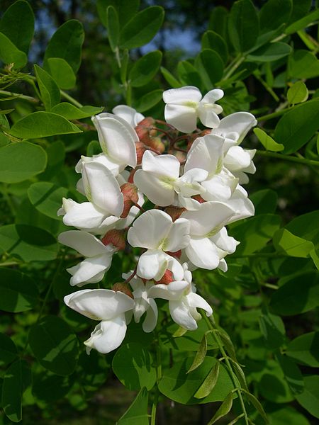 robinia.JPG