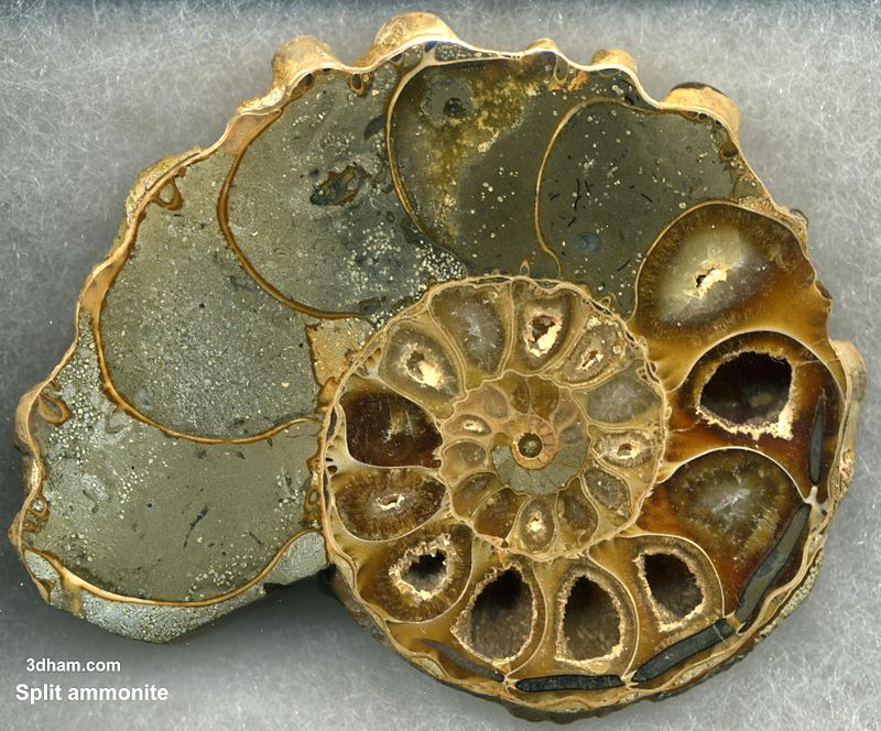 800px-Ammoniteplit.jpg