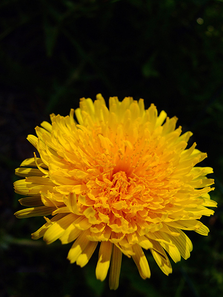 Dandelion_02.jpg