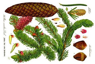 picea_abies.jpg