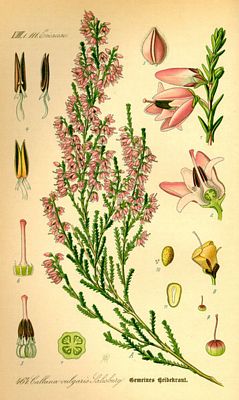 calluna_vulgaris.jpg