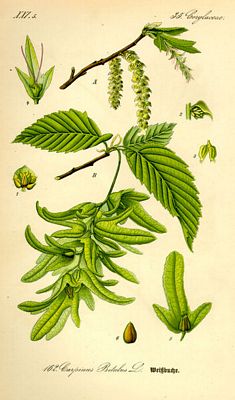 carpinus_betulus0.jpg