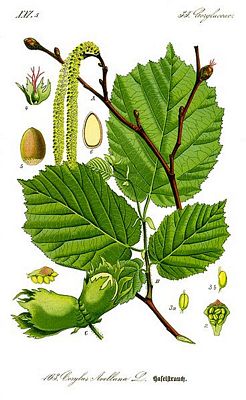 corylus_avellana.jpg