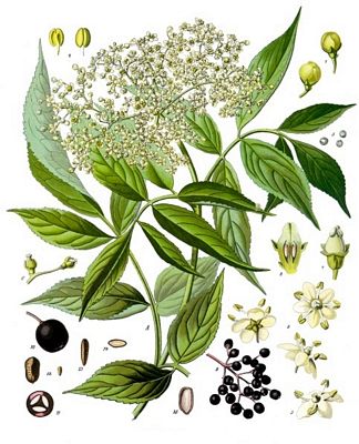 sambucus_nigra.jpg