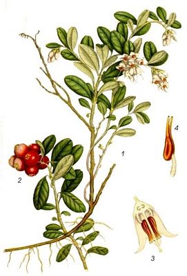 vaccinium_vitis-idaea.jpg