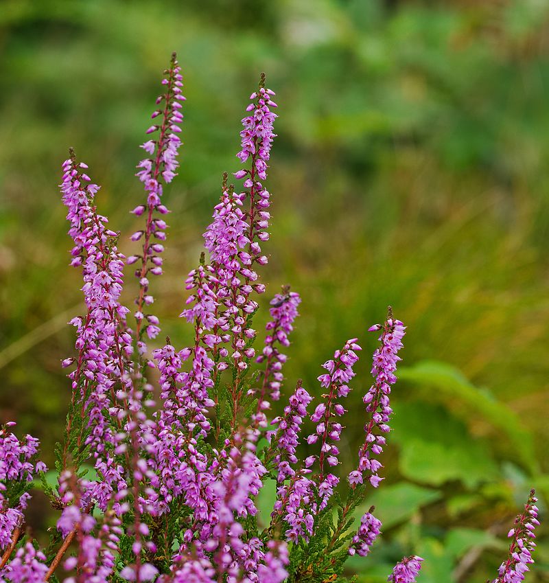 2016.08.21.-13-Gorxheimertal--Besenheide.jpg