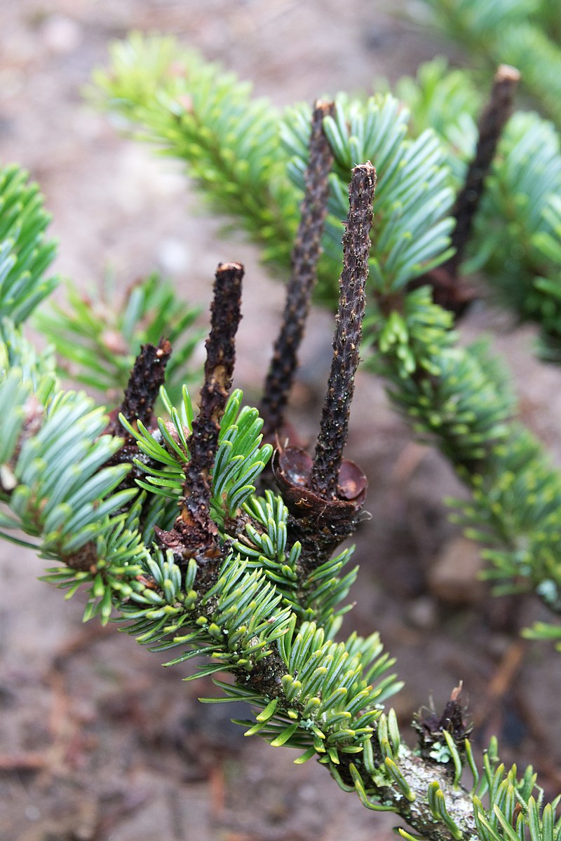 800px-Cônes_désarticulés_abies_alba.jpg