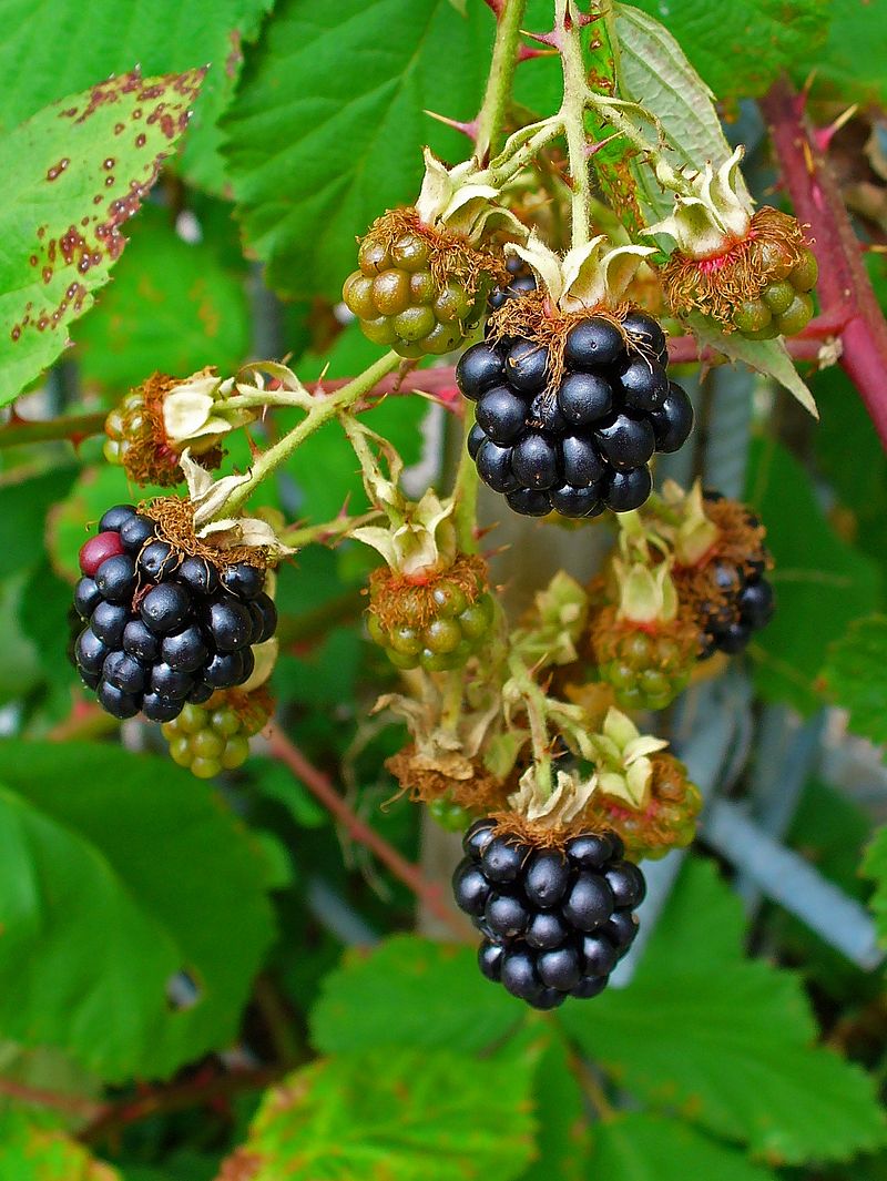 800px-Rubus_fruticosus_003.jpg