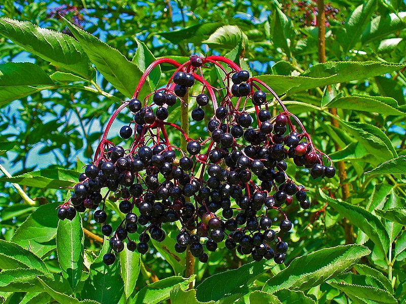 800px-Sambucus_nigra_0004.jpg