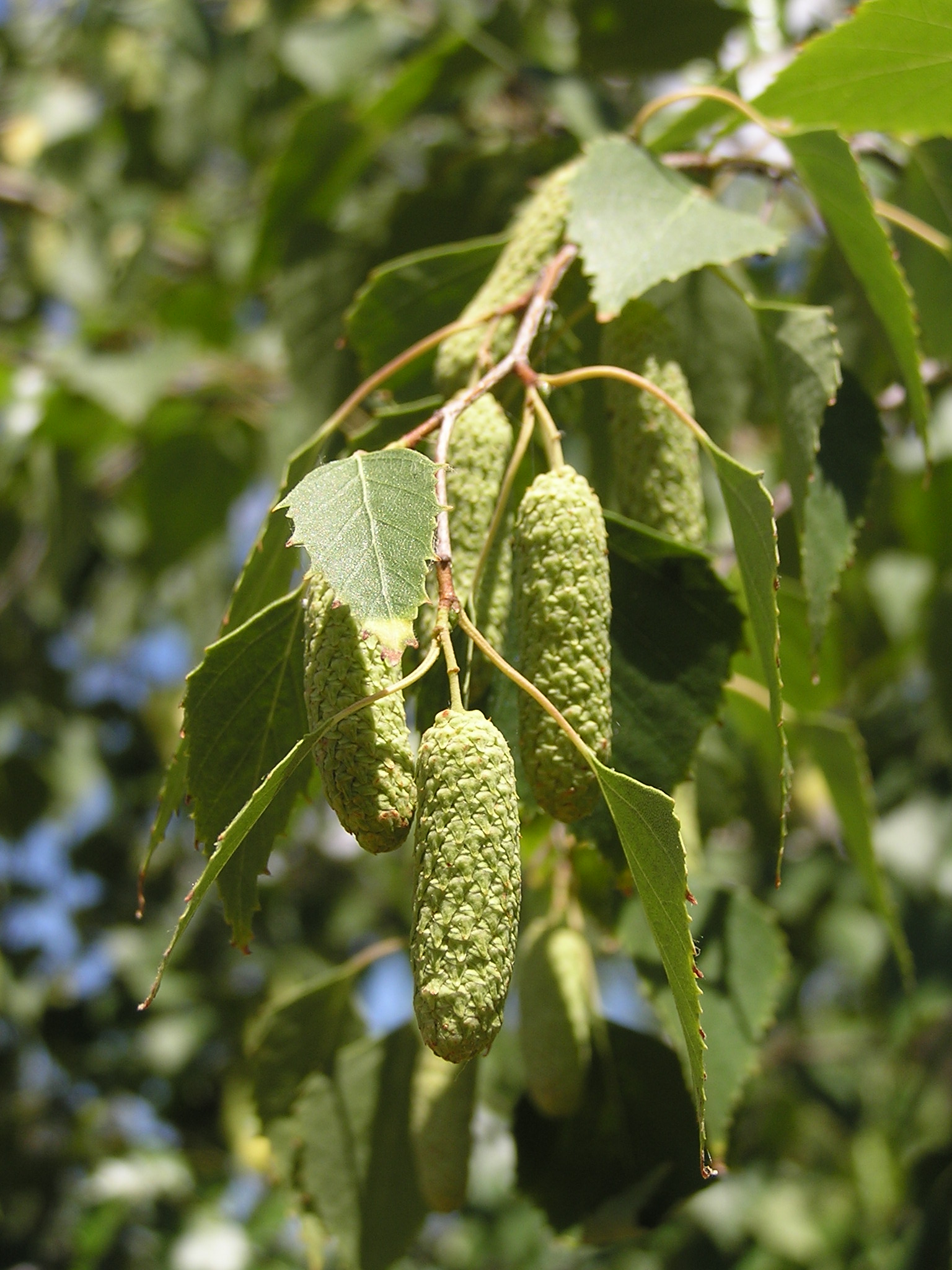 Betula_pendula_in_Sedovo_1.jpg