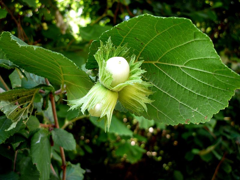 CORYLUS_AVELLANA_-_SANT_JUST_-_IB-046_(Avellaner).JPG