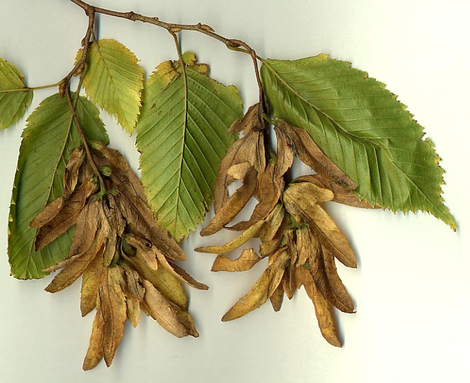 Carpinus_fruit.jpg