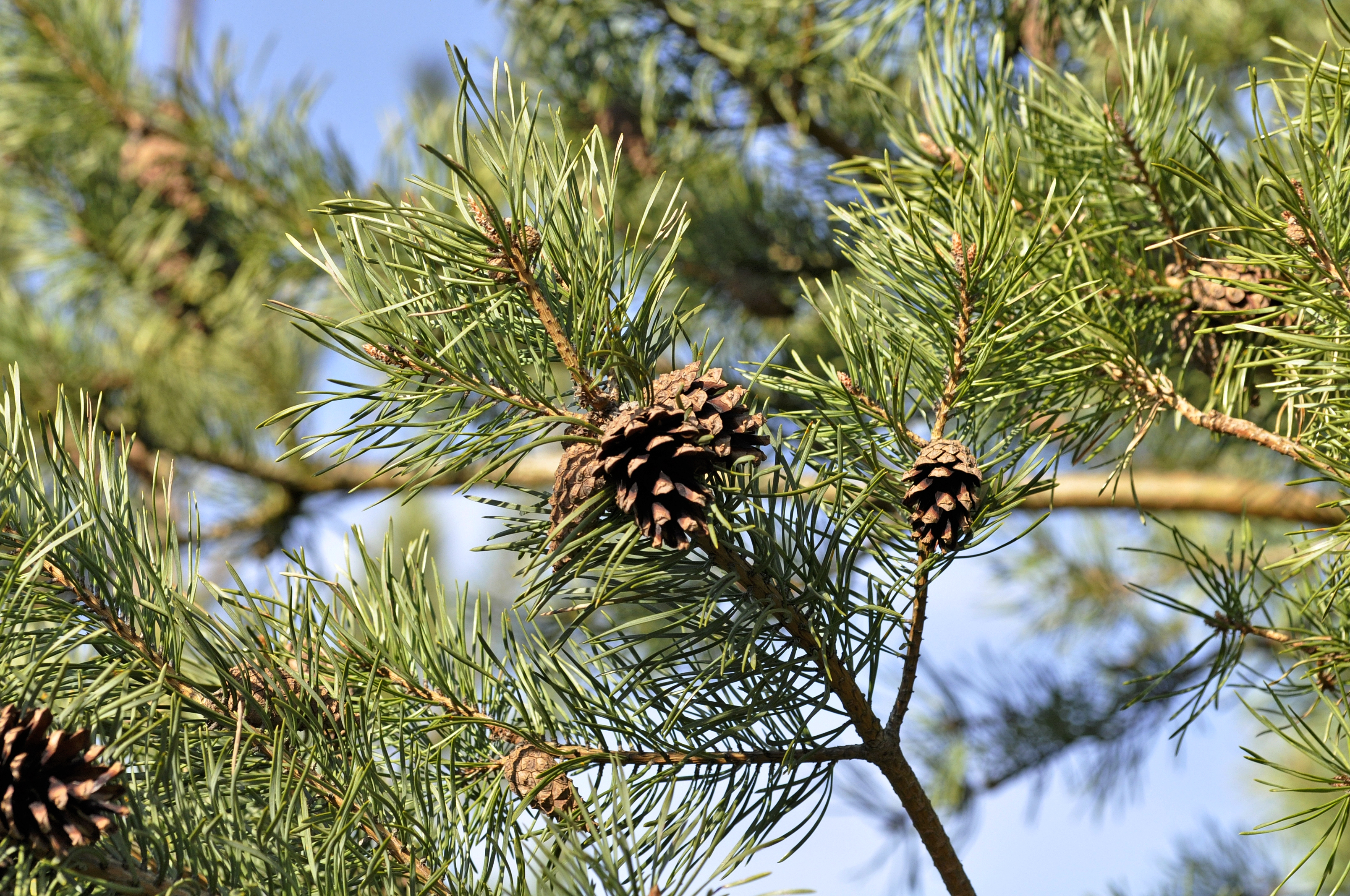 Pinus-sylvestris-09-fws.jpg