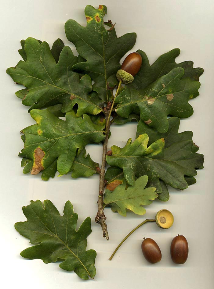 Quercus_robur.jpg