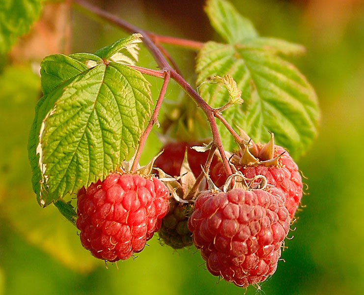 Raspberries_(Rubus_Idaeus).jpg