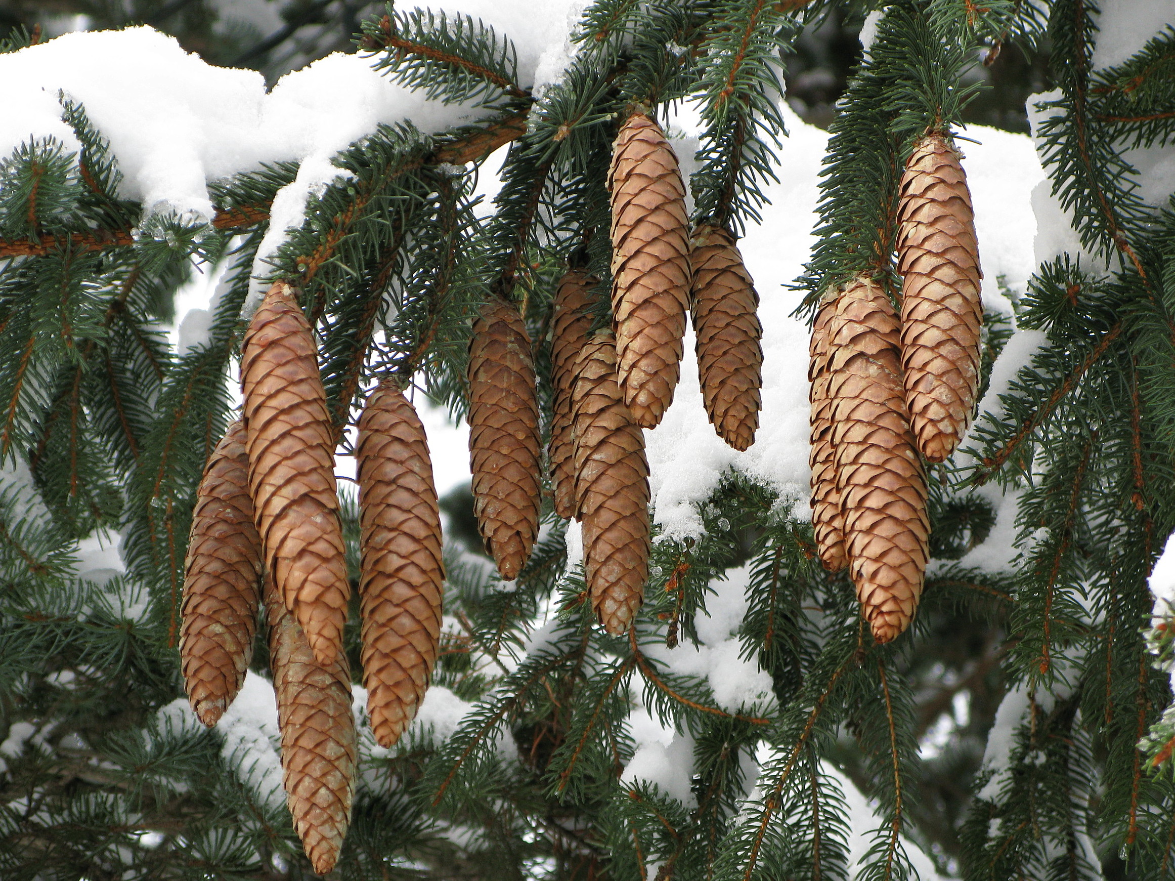 Sapporo_Picea_Abies_Pinecone_1.jpg