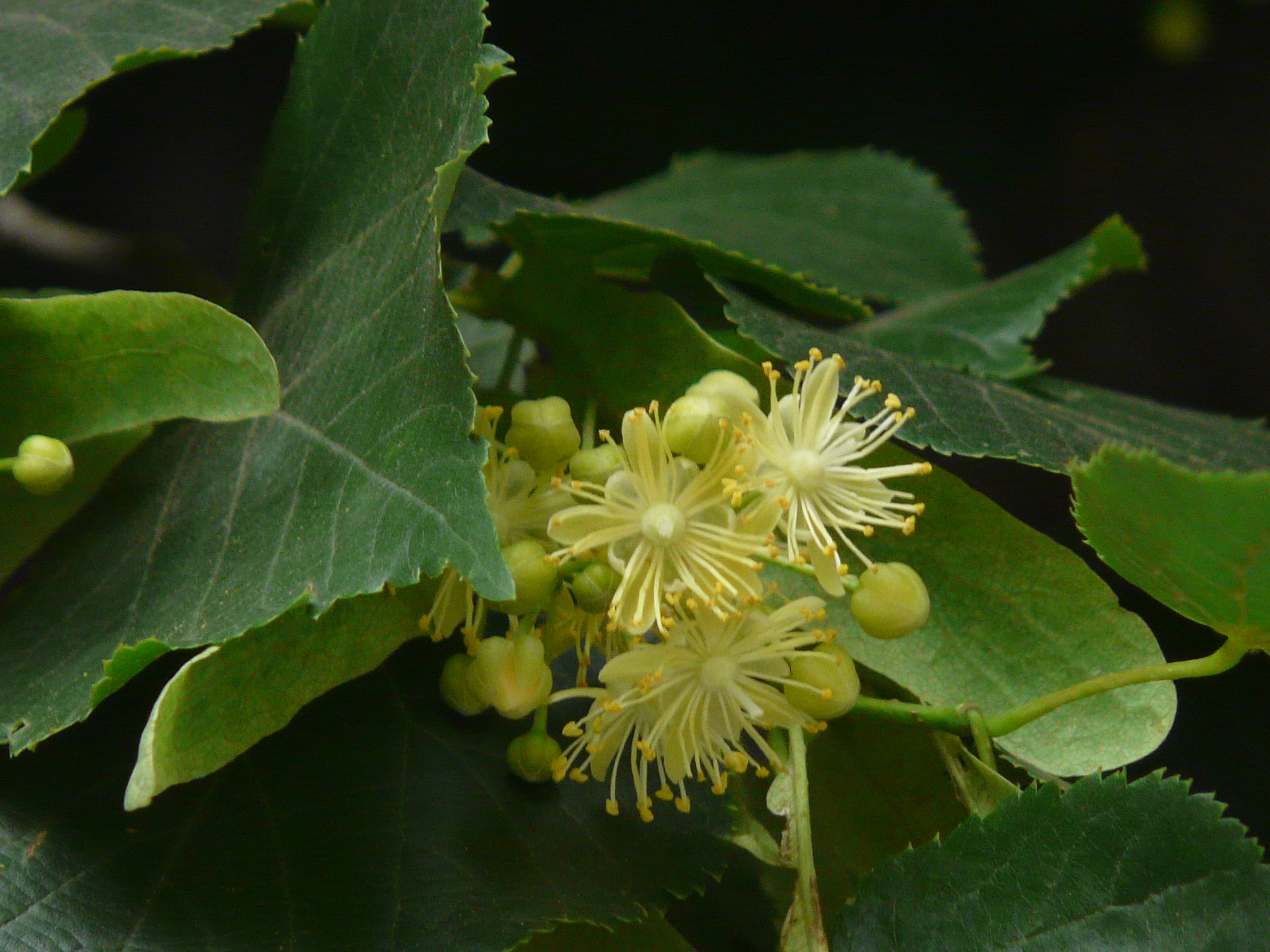 Tilia_cordata_(2560923908).jpg