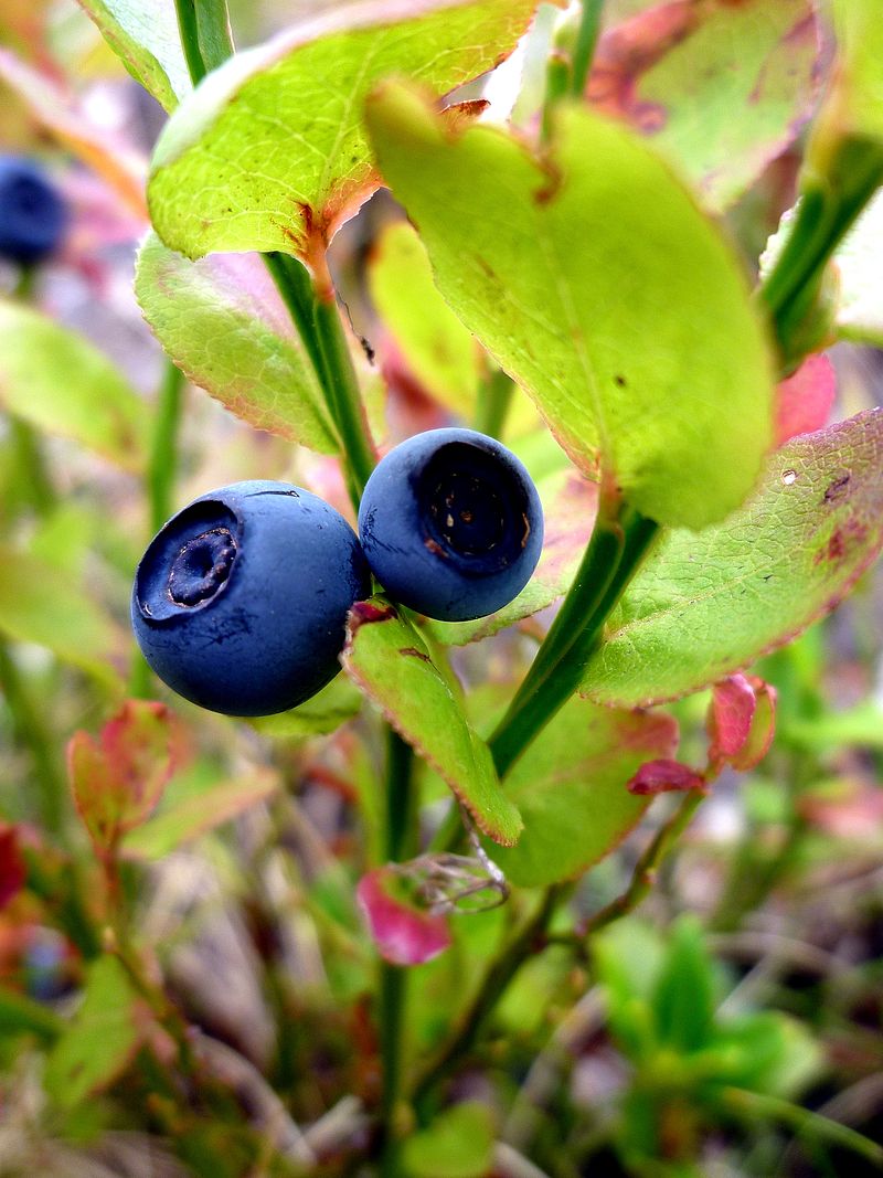 VACCINIUM_MIRTYLLUS_-_CABDELLA_-_IB-120.JPG