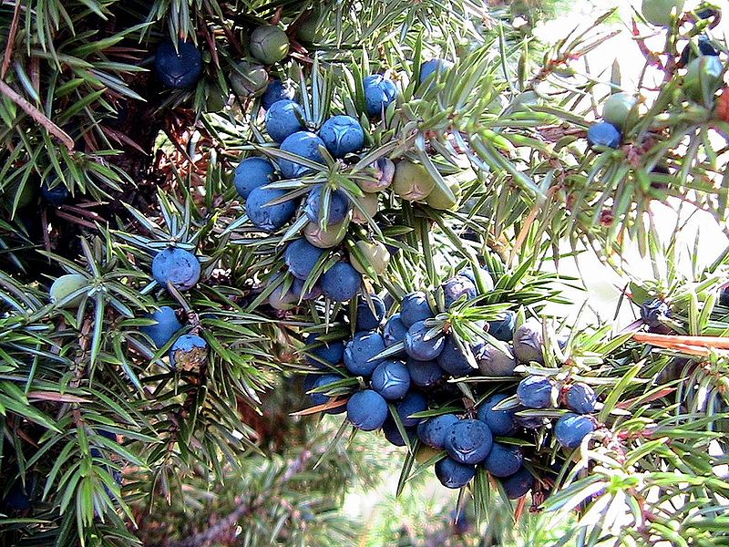 juniperus.JPG