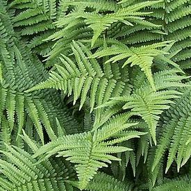 dryopteris.jpg