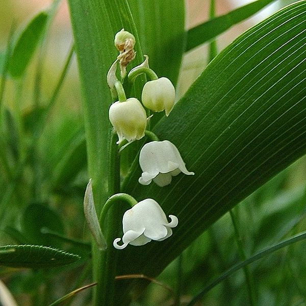 convallaria.jpg