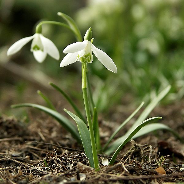 galanthus.jpg