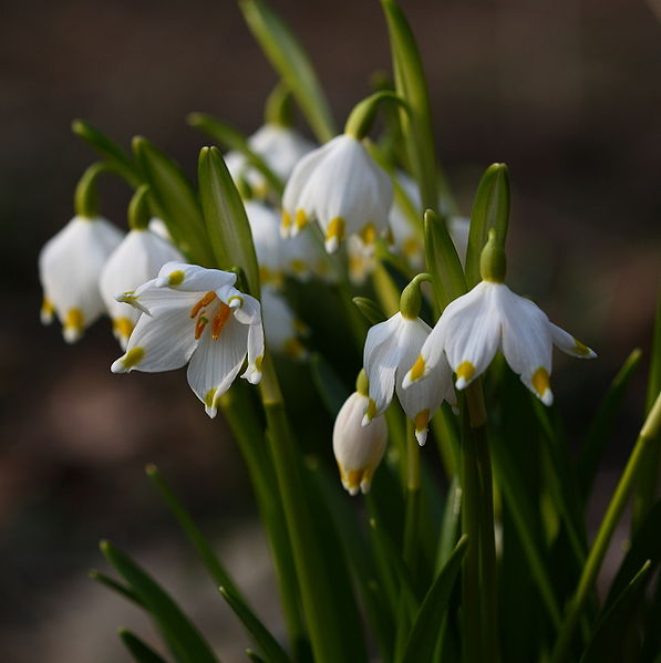 leucojum.JPG