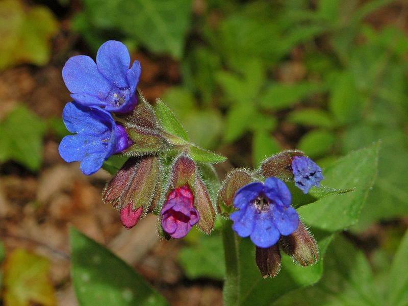 pulmonaria.JPG