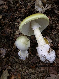 amanita_phalloides.jpg