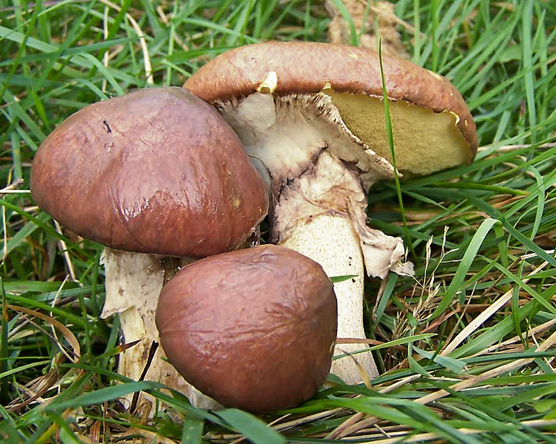 800px-2005-09-12_Suillus_luteus_cropped.jpg