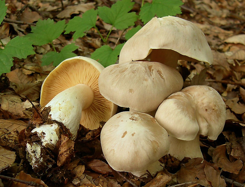 800px-2005-09-25_Entoloma_sinuatum_cropped.jpg