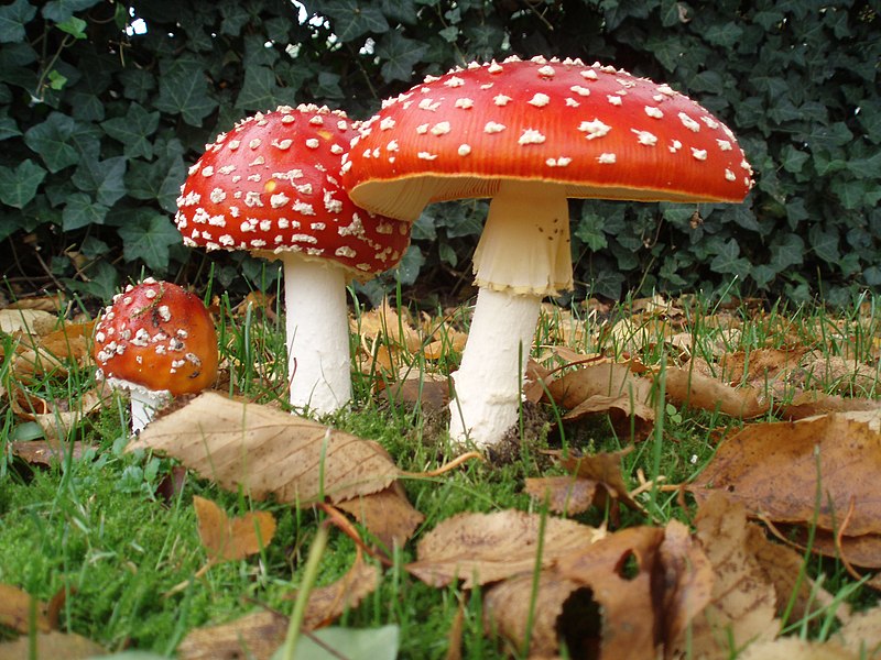 800px-Amanita_muscaria_3_vliegenzwammen_op_rij.jpg