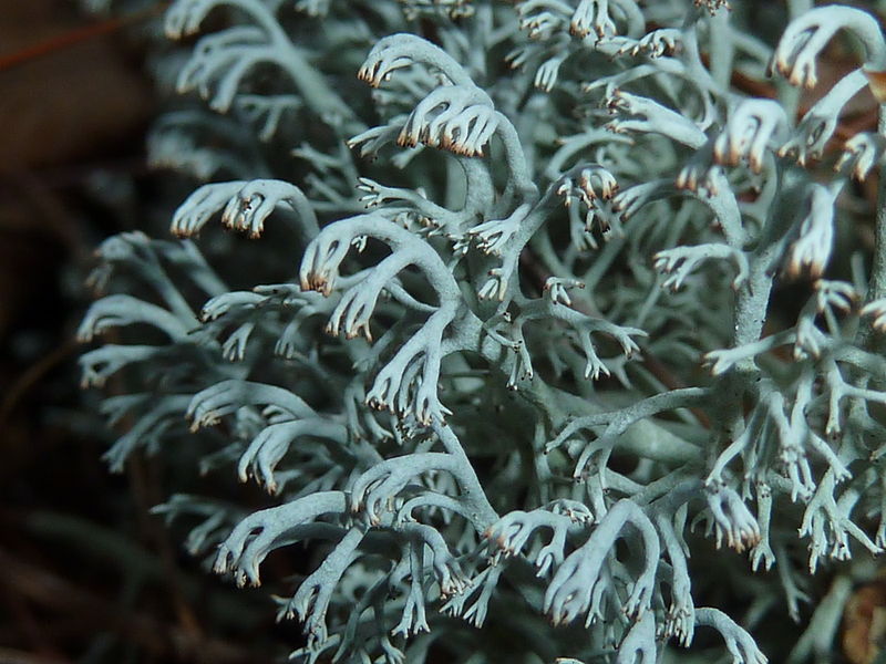 800px-Cladonia_rangiferina_1.jpg