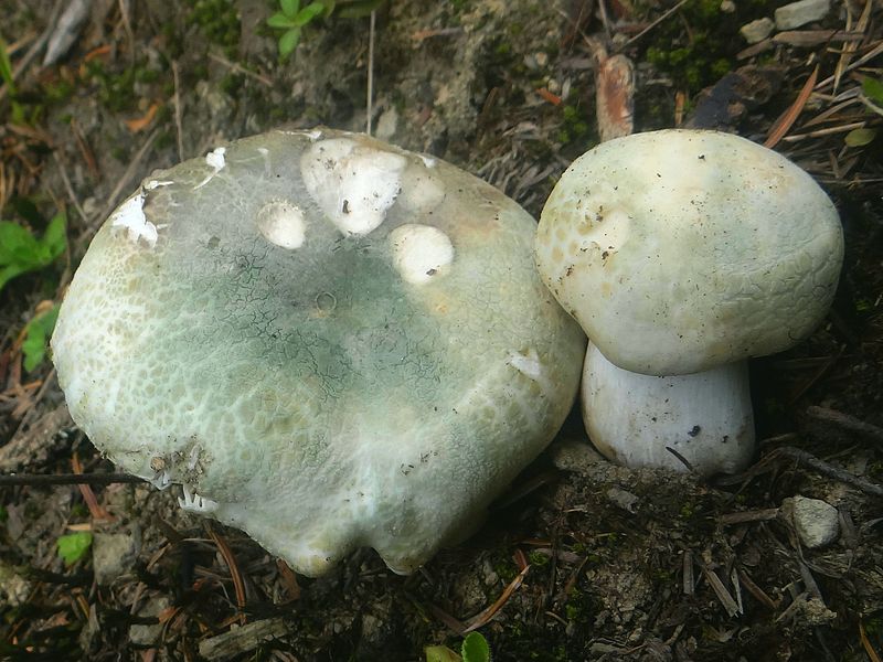 800px-Russula_virescens_BŻ2.1.jpg