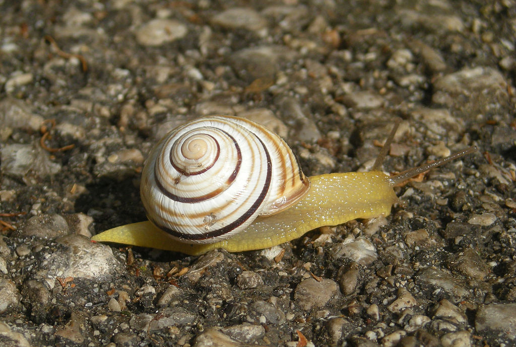 1024px-Cepaea_vindobonensis_moedling.jpg