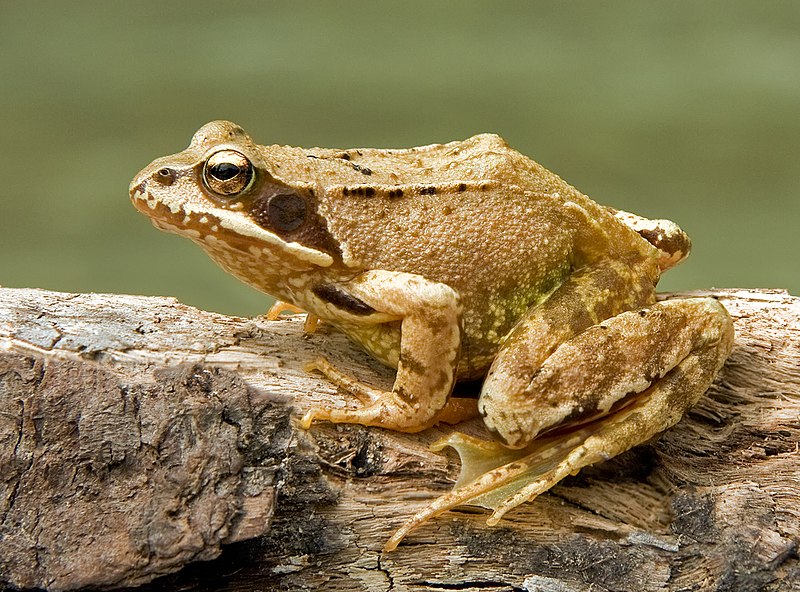 800px-European_Common_Frog_Rana_temporaria_(cropped).jpg