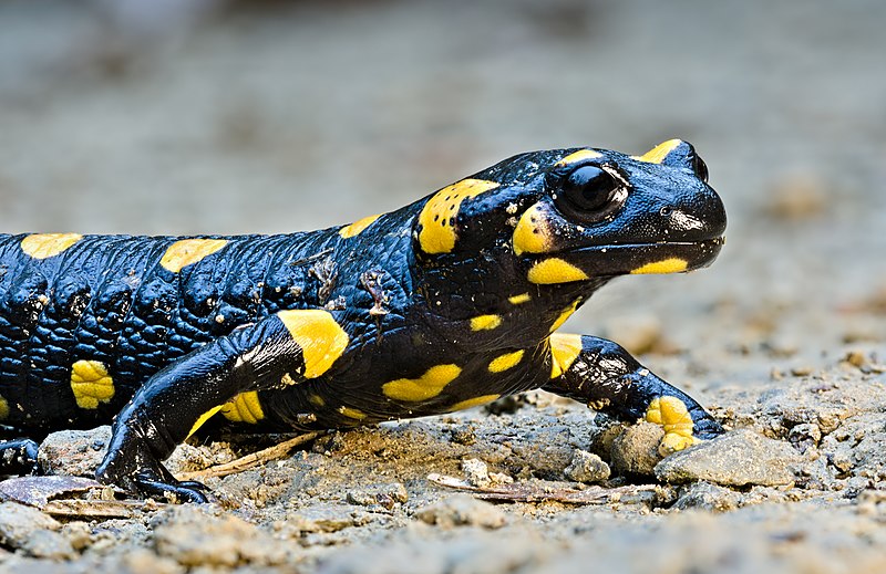 800px-Fire_salamander_(Salamandra_Salamandra).jpg