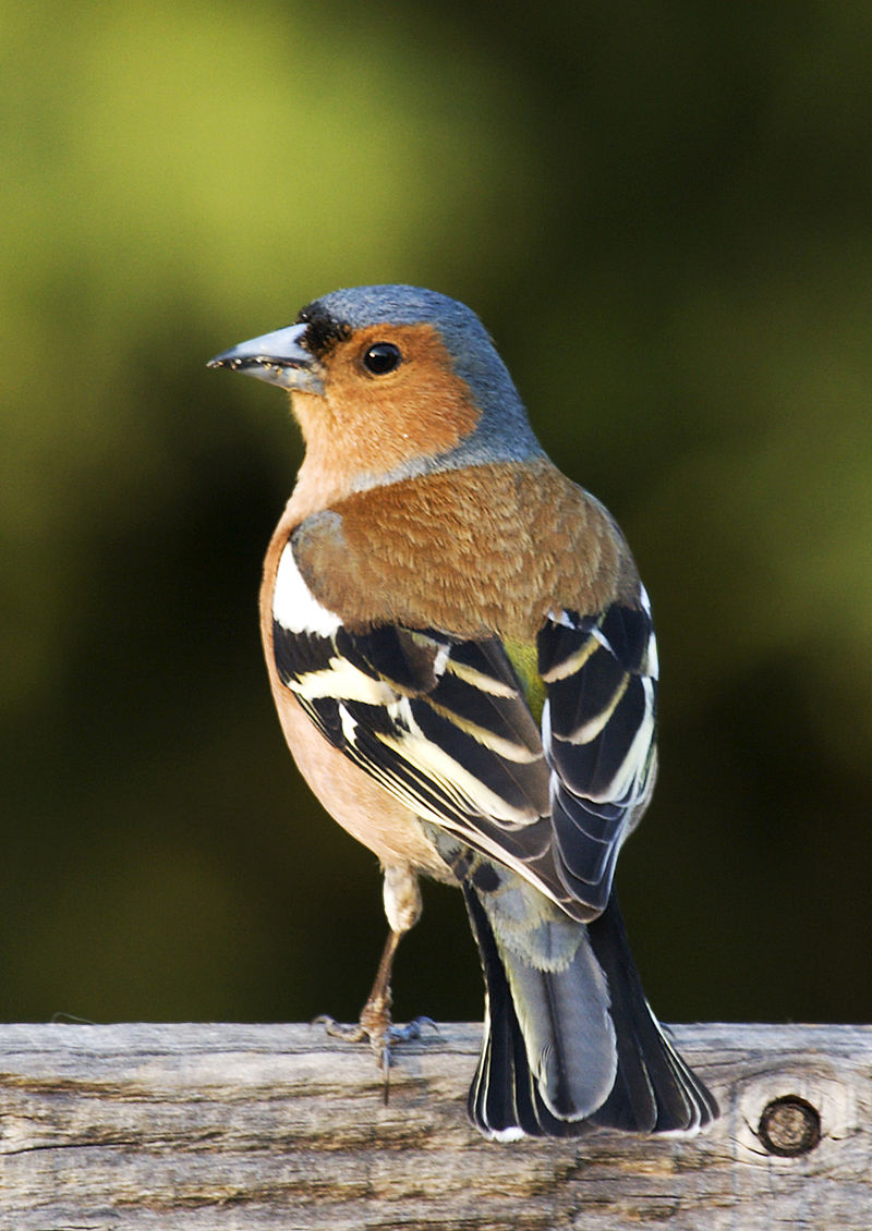 800px-Fringilla_coelebs_(chaffinch),_male.jpg