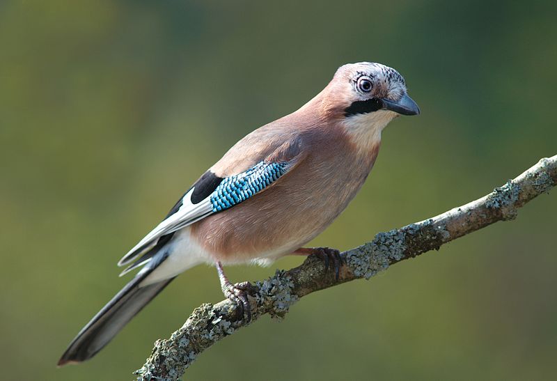 800px-Garrulus_glandarius_1_Luc_Viatour.jpg