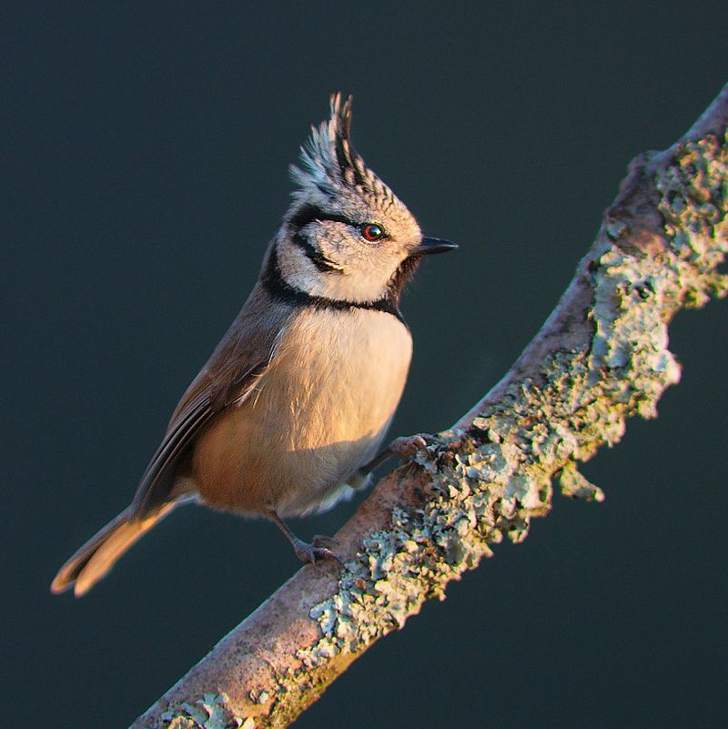 800px-Lophophanes_cristatus_Luc_Viatour_4.jpg