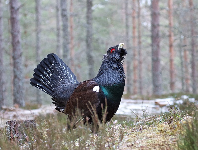 800px-Tetrao_urogallus,_Glenfeshie,_Scotland_1.jpg