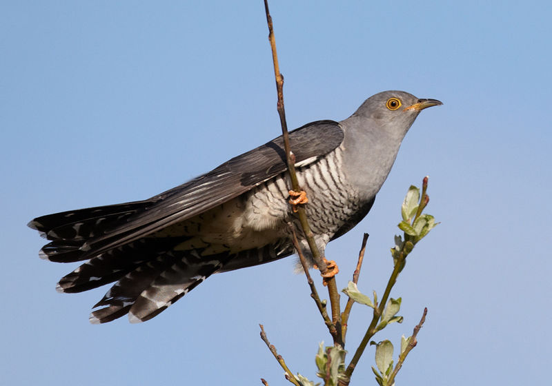 Cuculus_canorus_vogelartinfo_chris_romeiks_CHR0791_cropped.jpg