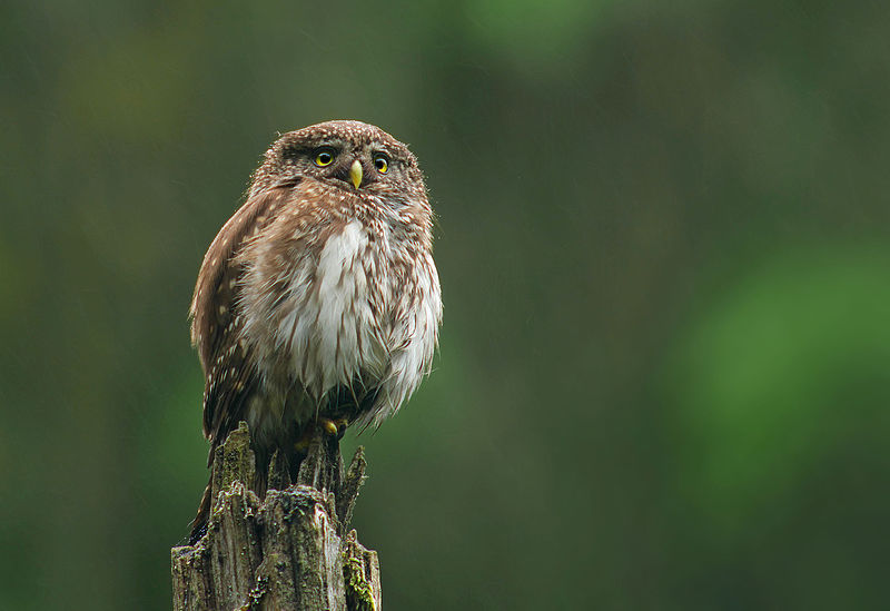 Eurasian_Pygmy_Owl_(Glaucidium_passerinum)_in_the_drizzle,_21.06.2015_(18403237513).jpg