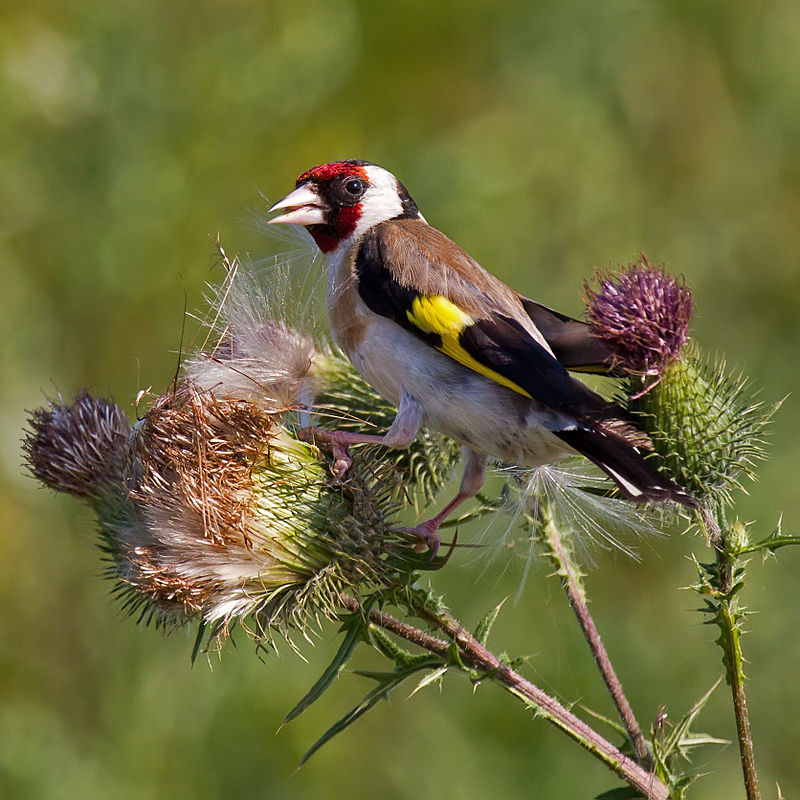 European_Goldfinch_on_Spear_Thistle.jpg