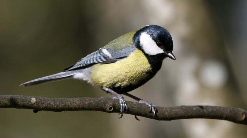 Great_Tit_(Parus_major)_(2).jpg