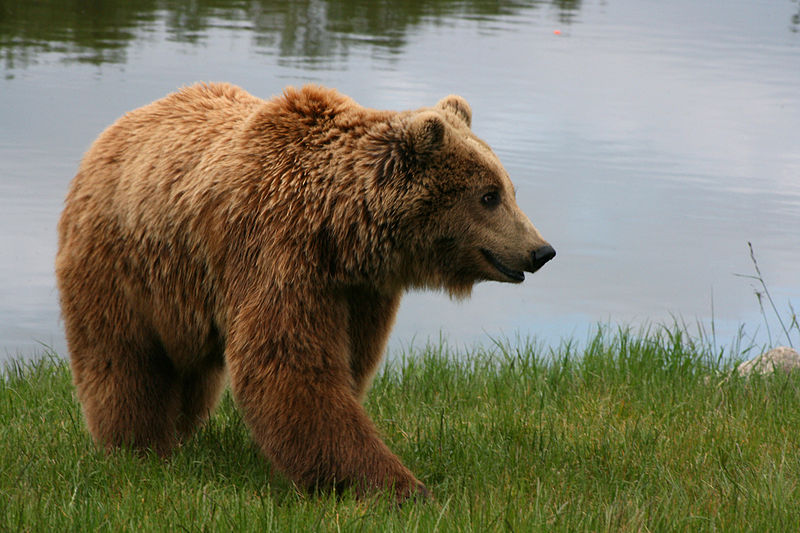 800px-Brown_bear_(Ursus_arctos_arctos)_smiling.jpg