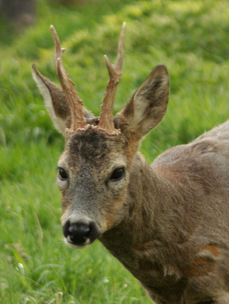 800px-Capreolus_capreolus_male_p.jpg