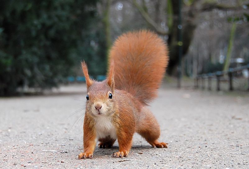 Eichhörnchen_Düsseldorf_Hofgarten_edit.jpg