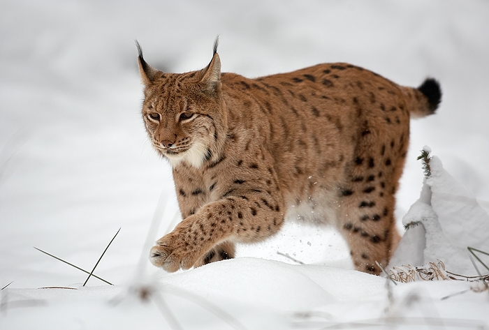 Lynx_lynx_1_(Martin_Mecnarowski).jpg